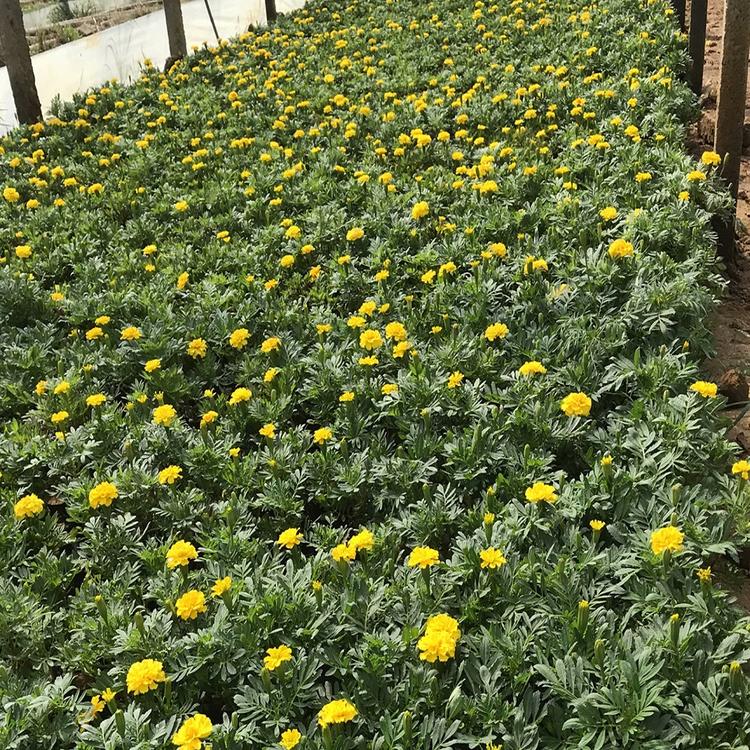 青州孔雀草种植基地 地邦孔雀草批发价格