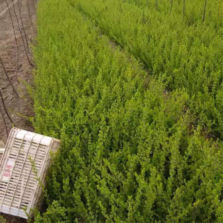 金叶女贞批发 山东苗木种植基地 金叶女贞价格咨询 雅尼花卉
