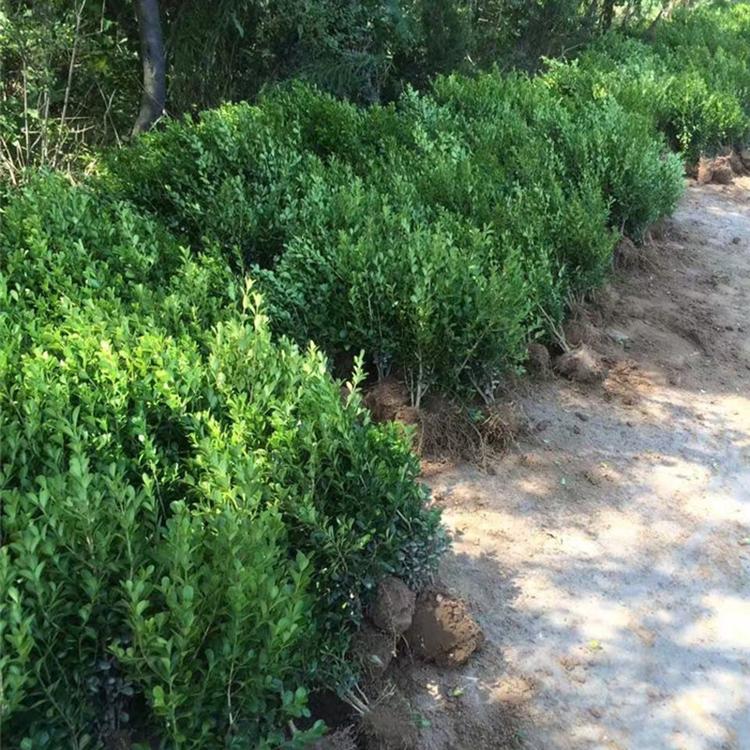 瓜子黄杨批发基地 瓜子黄杨种植基地 瓜子黄杨价格 雅尼