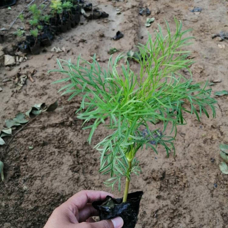 山东欢迎选购波斯菊   波斯菊培育基地   大量现货出售