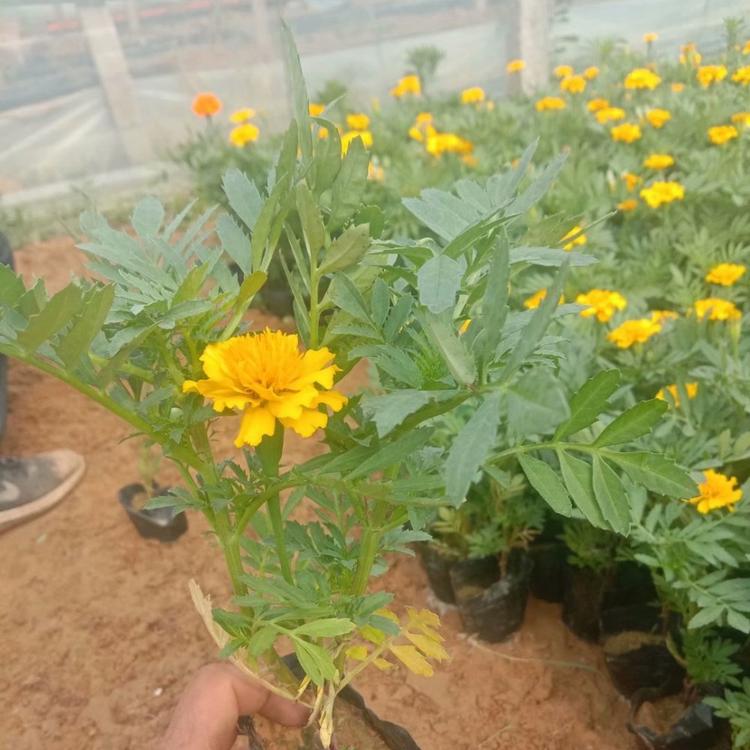 孔雀草孔雀草大量批发