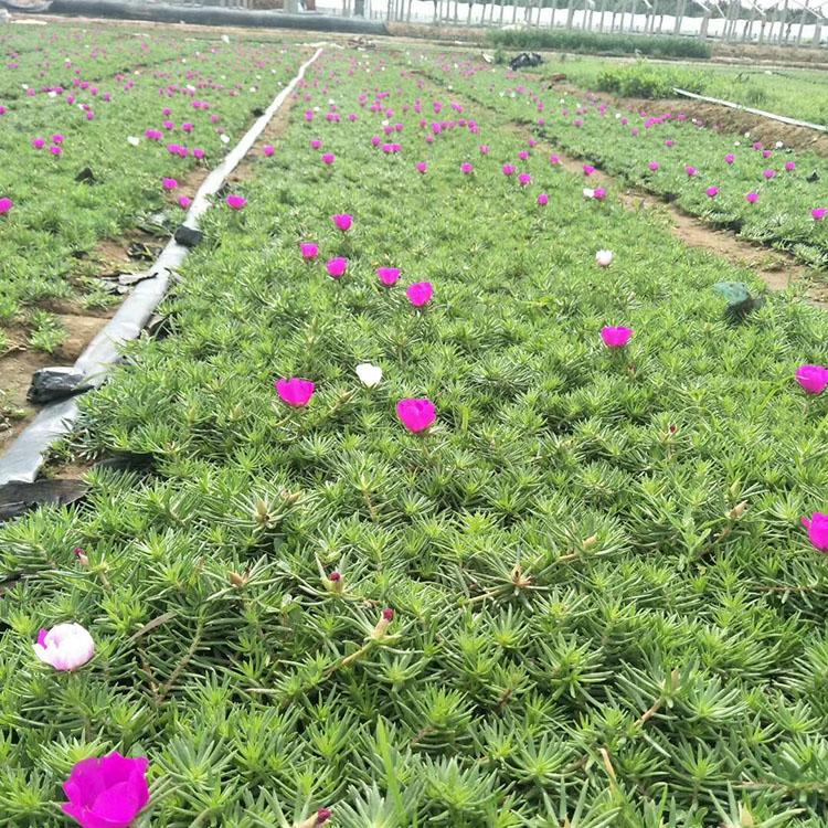 山东出售半枝莲基地  半枝莲批发  半枝莲价格
