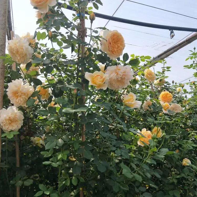 藤本月季 基地大量出售 藤本月季价格