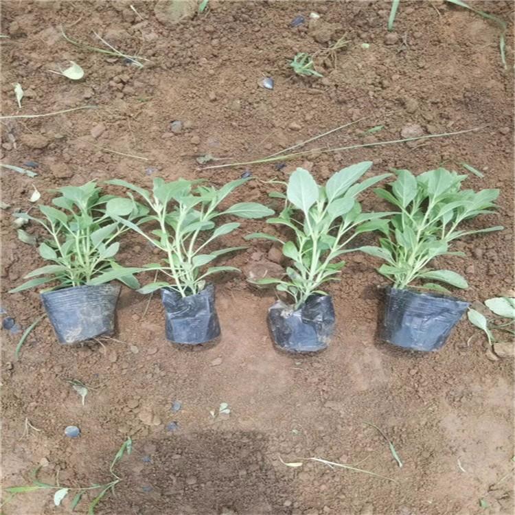 批发供应鼠尾草 山东鼠尾草批发价格   鼠尾草基地