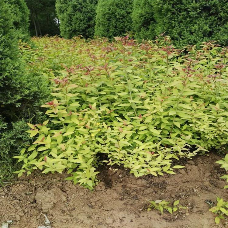 河北金焰绣线菊价格 欢迎致电天一花卉  金焰绣线菊基地