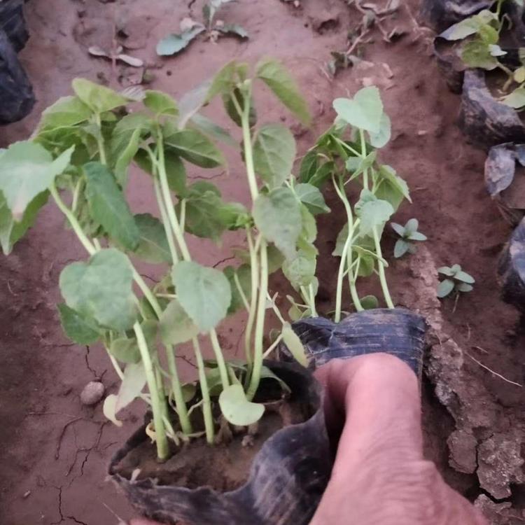 大花秋葵基地直销 大花秋葵小苗供应 大花秋葵批发价格 大花秋葵