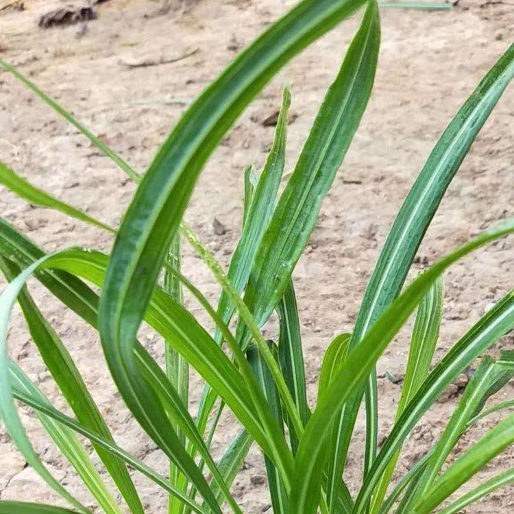 蛇鞭菊基地直销 蛇鞭菊小苗价格 蛇鞭菊批发价格 蛇鞭菊