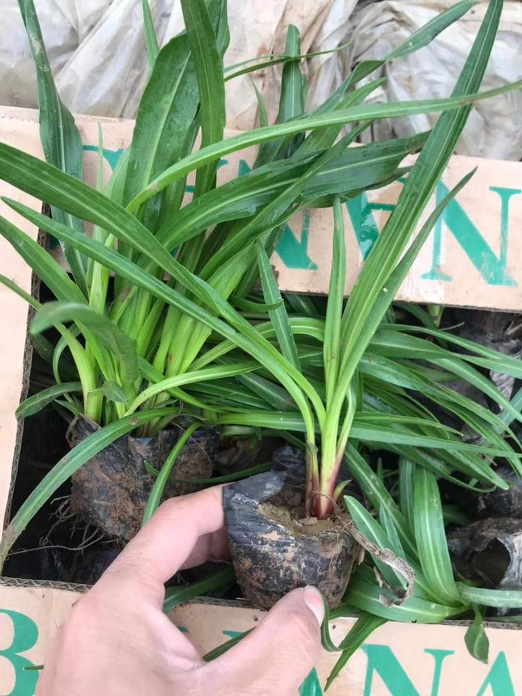 蛇鞭菊小苗 蛇鞭菊基地供应