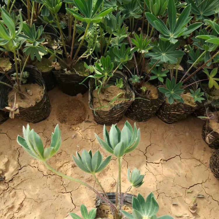羽扇豆（鲁冰花）批发价格羽扇豆种植基地