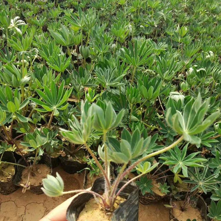 羽扇豆羽扇豆批发供应羽扇豆种子