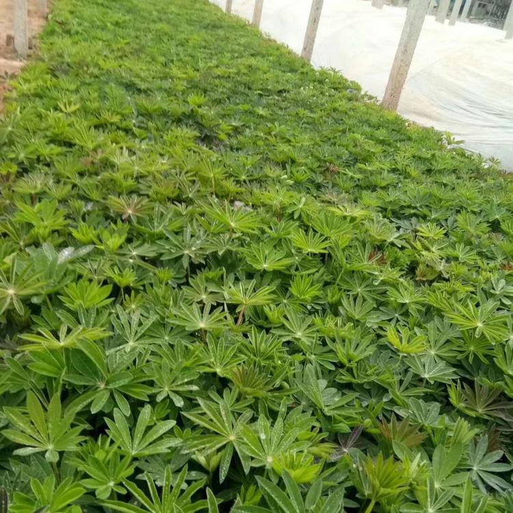 鲁冰花价格批发鲁冰花