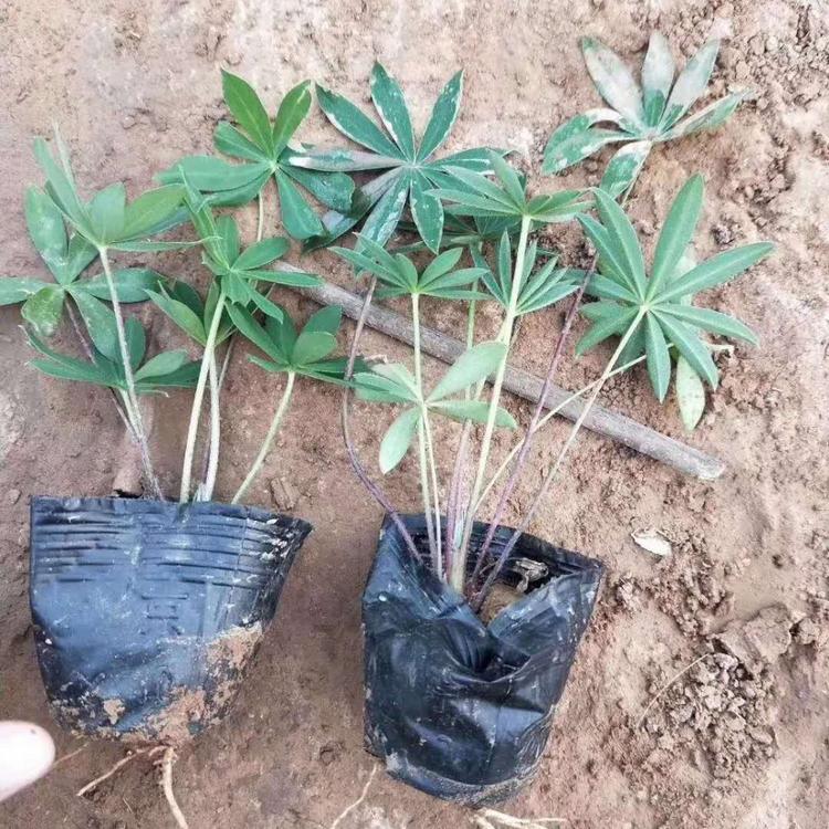 羽扇豆