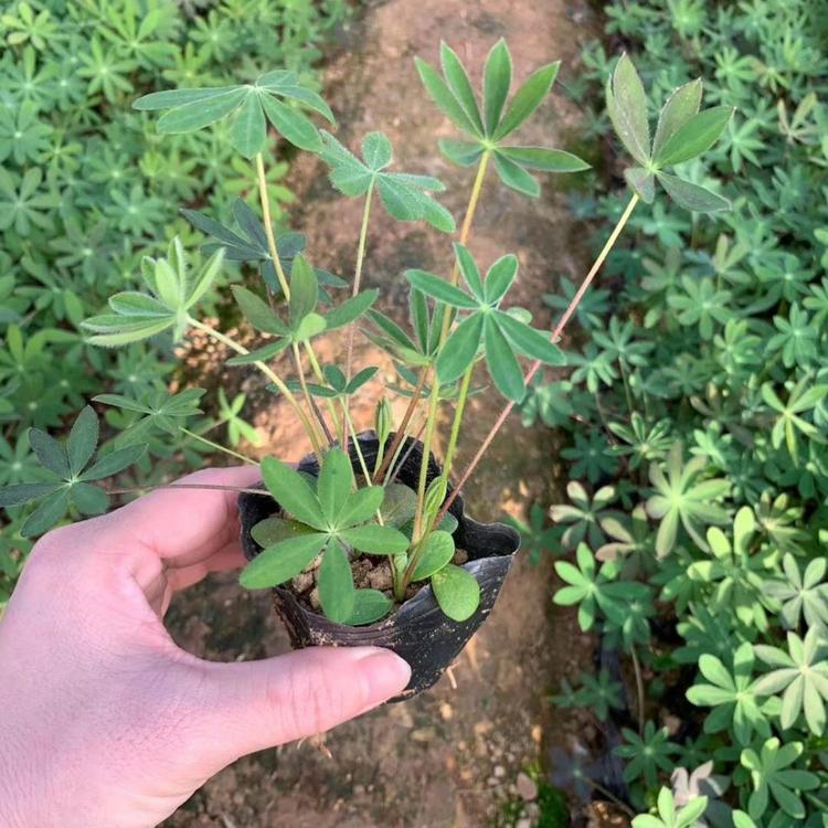 羽扇豆（鲁冰花）小苗羽扇豆基地直销