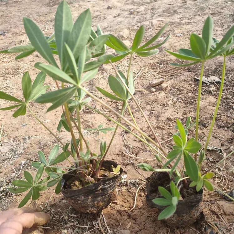 鲁冰花小苗供应鲁冰花种植基地