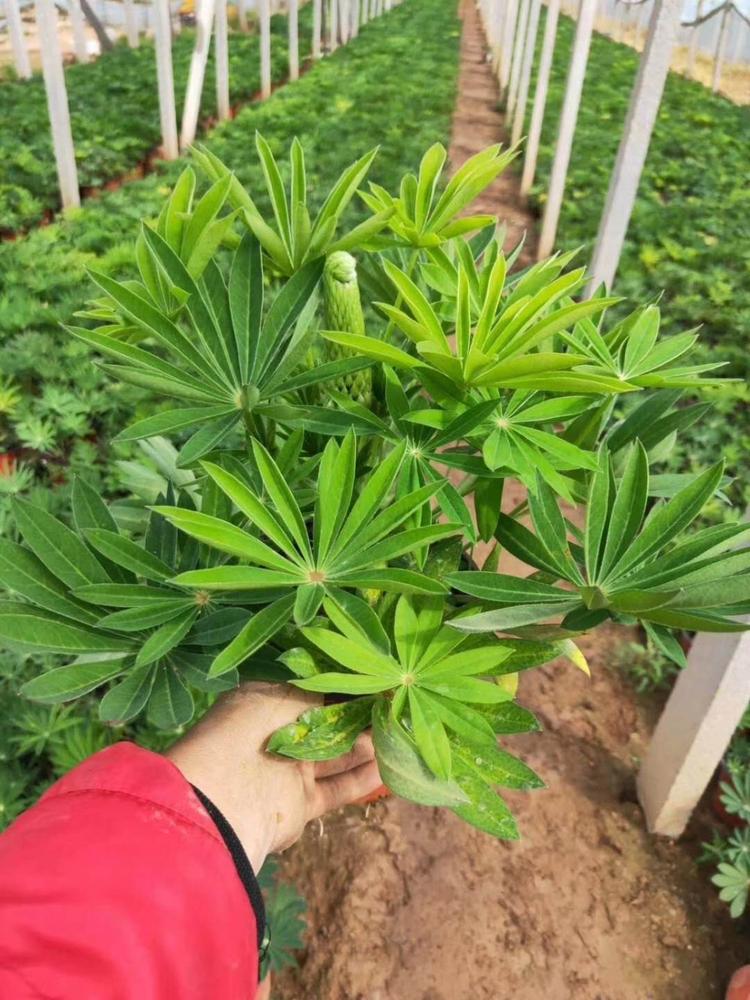 鲁冰花培育基地鲁冰花青州价格