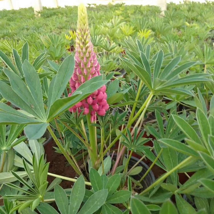 哪里有鲁冰花