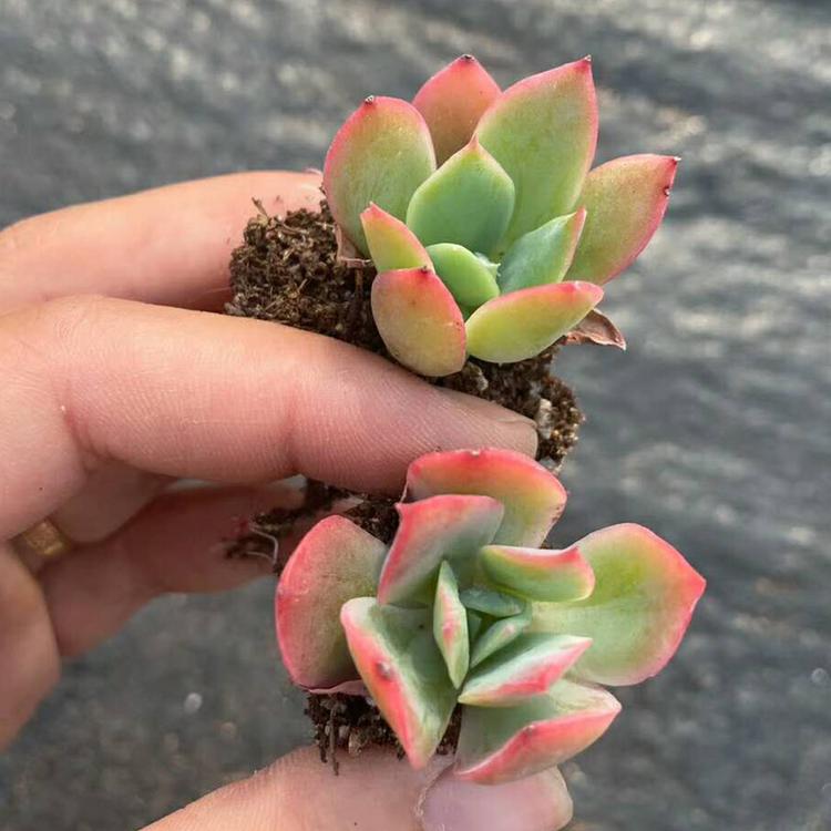 青州多肉种植基地 多肉批发商  品种多 大量现货