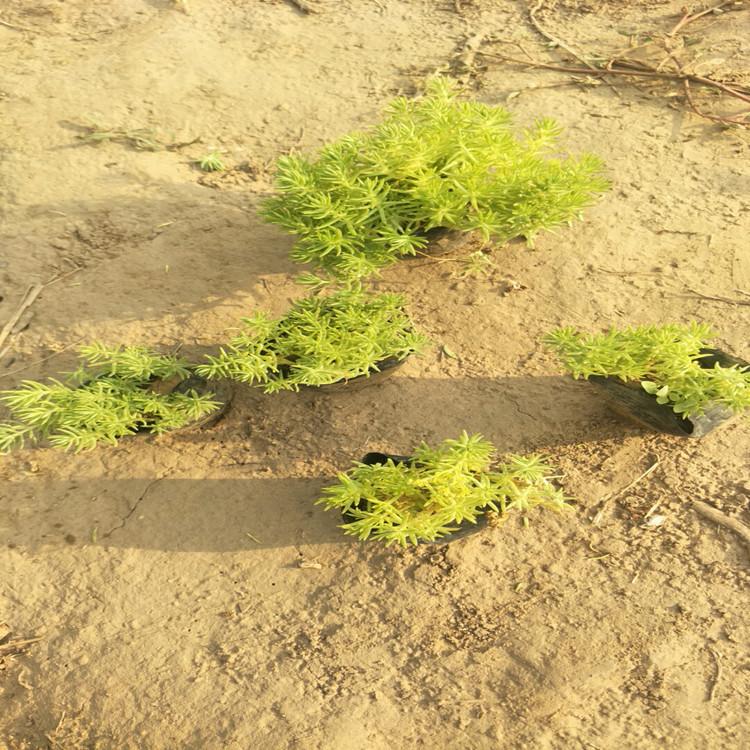 基地自产自销 金叶佛甲草价格   佛甲草苗子