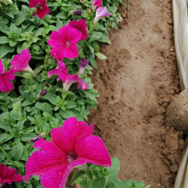 玫红矮牵牛 矮牵牛杯苗 时令草花 东田花卉