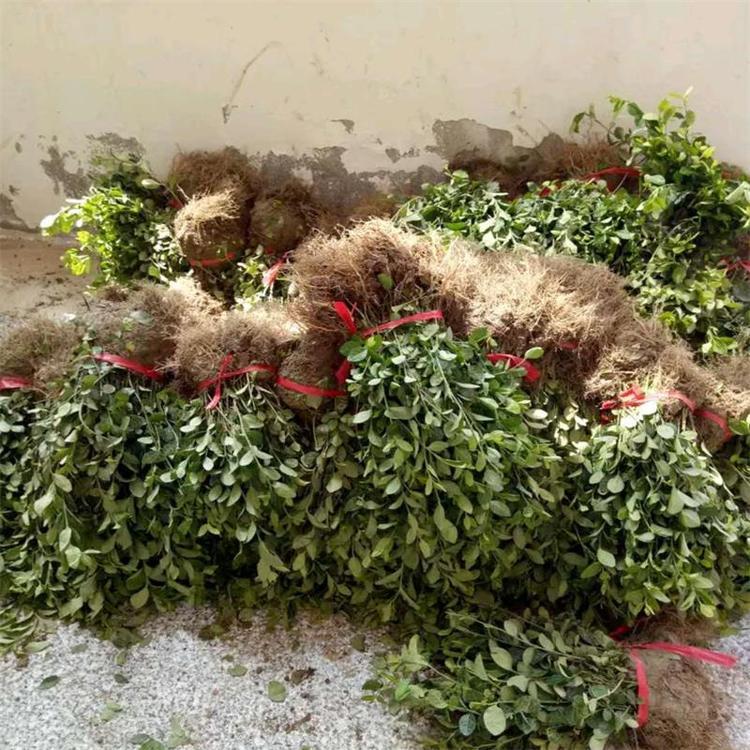 小叶扶芳藤价格 小叶扶芳藤基地自产