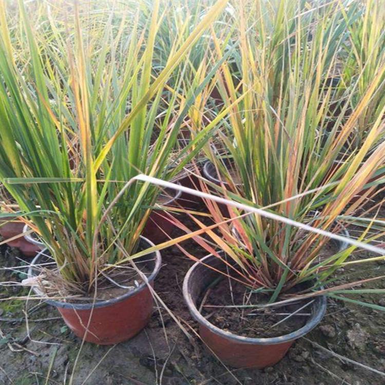 青州狼尾草基地_观赏草花 狼尾草批发价格销售
