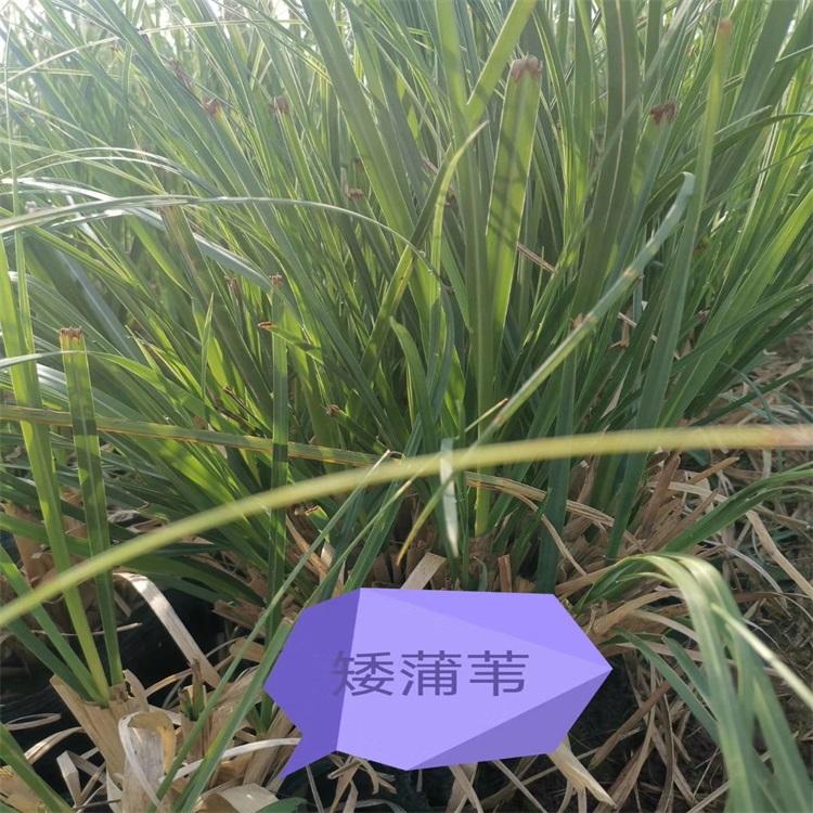 安徽矮蒲苇批发价格 矮蒲苇批发价格