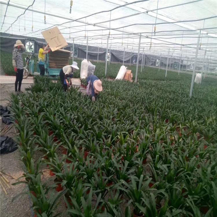 智能温室建设 智能温室报价 智能温室价格