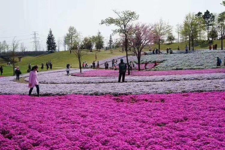 芝樱小苗 芝樱价格 芝樱大量基地直销  晶伟园林绿化