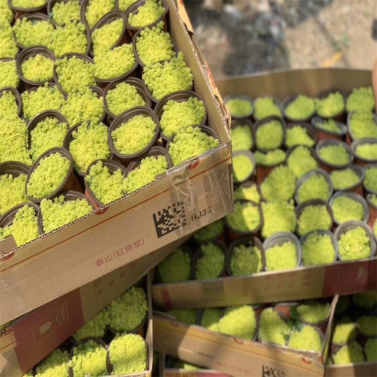 黄金草价格 黄金草培育基地 绿化用黄金草批发