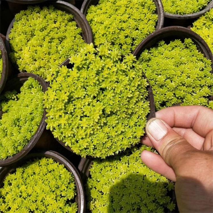 佛甲草 黄金佛甲草 耐寒宿根花卉基地直供