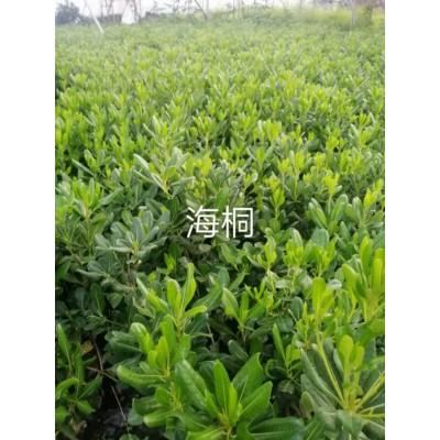 海桐 海桐批发直售 园林绿化苗木 海桐