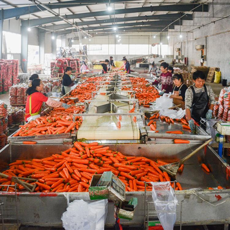 蔬菜超市胡萝卜 带土胡萝卜供应商 大量供应带土胡萝卜