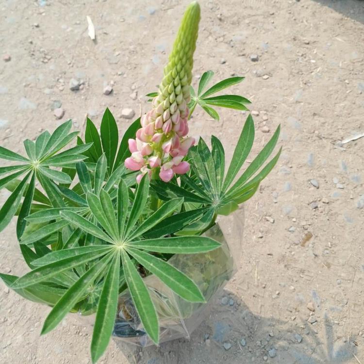 好苗预定中 羽扇豆直销 山东羽扇豆
