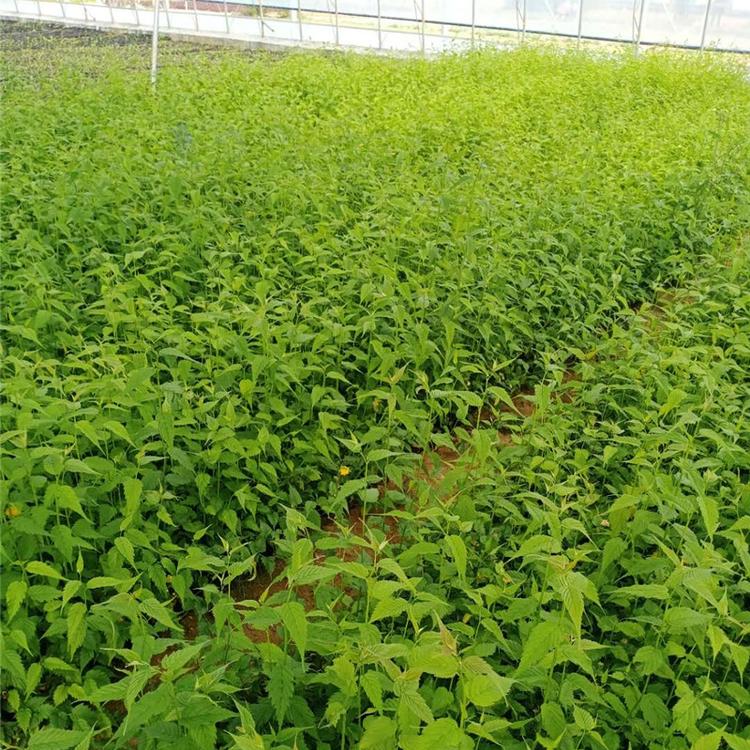 棣棠花小苗 青州棣棠花小苗销售