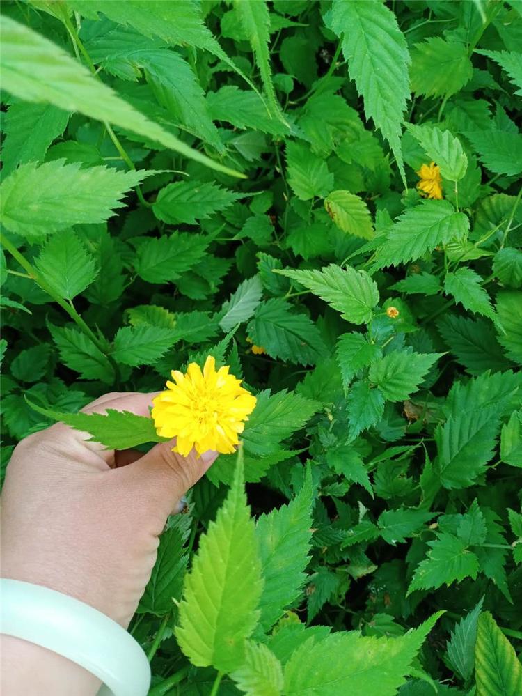 重瓣棣棠花 青州重瓣棣棠花销售