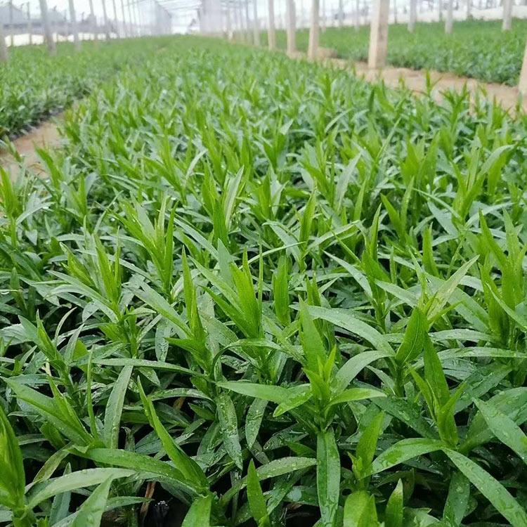 荷兰菊小苗 多年生草本植物 青州荷兰菊小苗