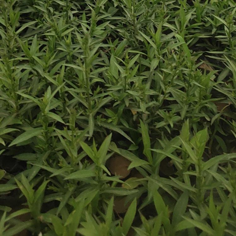 荷兰菊供应商 苗圃供应 山东荷兰菊小苗