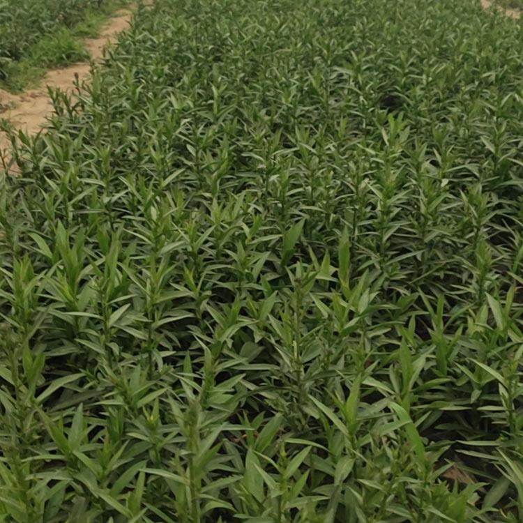 荷兰菊小苗种植基地 基地供应 山东荷兰菊小苗