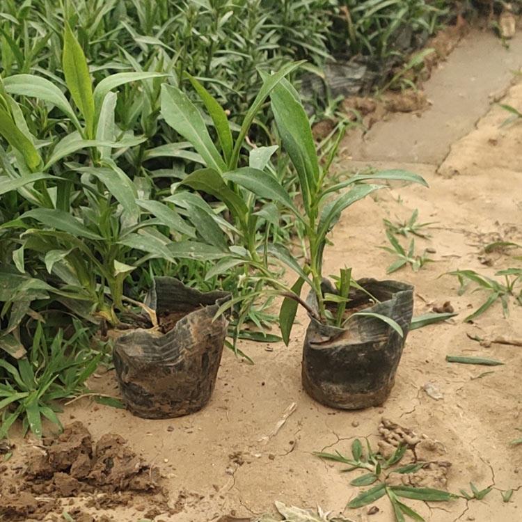 荷兰菊 苗圃供应大量花卉苗木 青州荷兰菊小苗