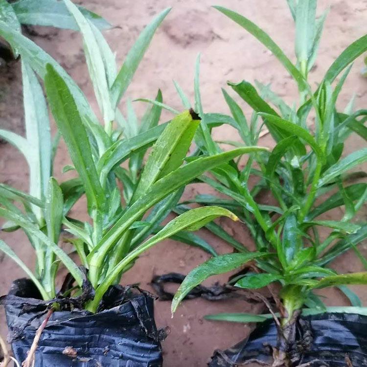荷兰菊小苗 青州荷兰菊小苗基地