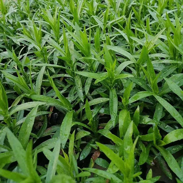 荷兰菊 苗圃供应 青州荷兰菊种植基地