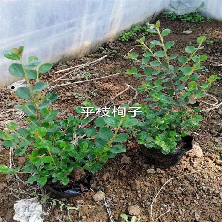 平枝栒子袋苗供应商 平枝荀子批发价格 平枝荀子基地直销 江瑞园艺