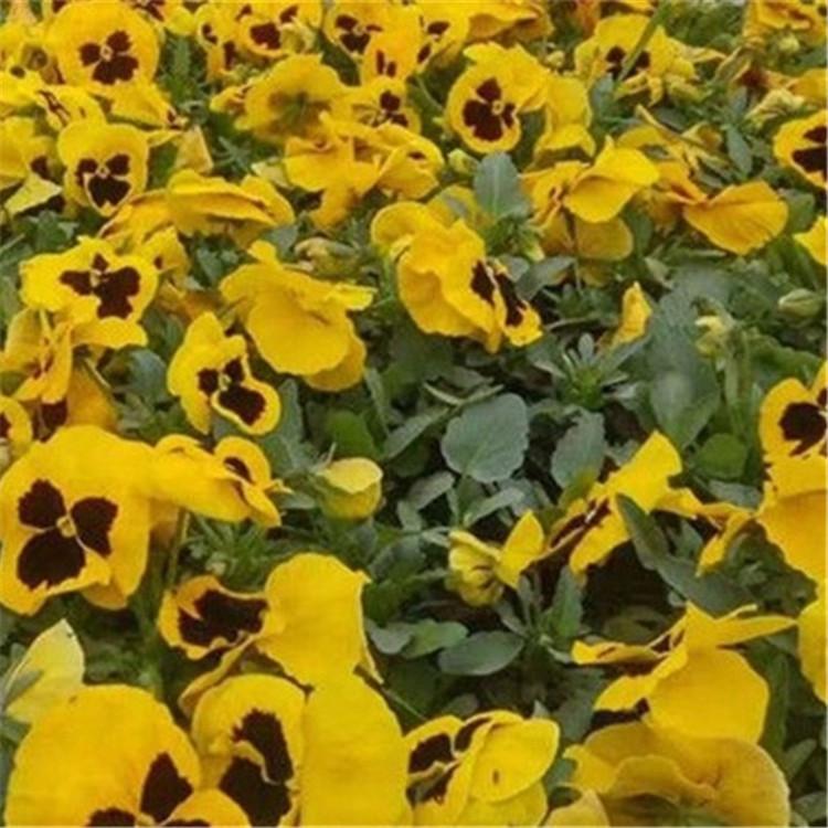 三色堇种植基地  青州三色堇价格  三色堇批发商