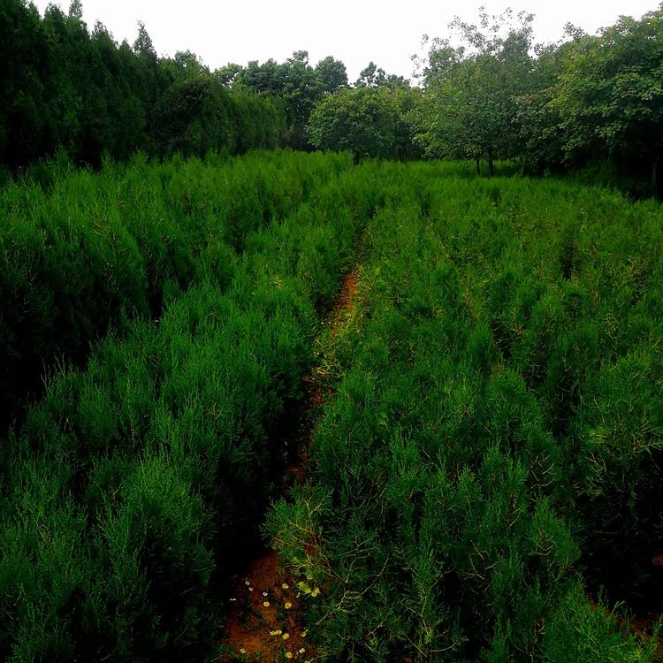 苗圃现挖侧柏供货商100厘米侧柏供货商