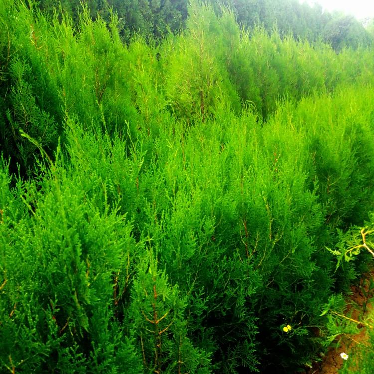 规格齐全侧柏供应商100厘米侧柏报价