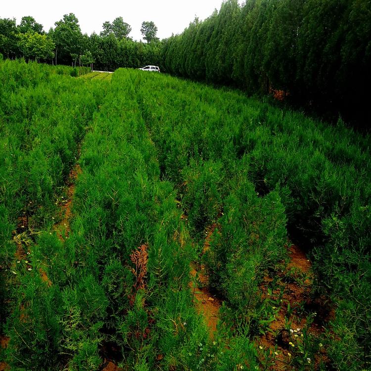 苗圃直供侧柏小苗60厘米侧柏供应商