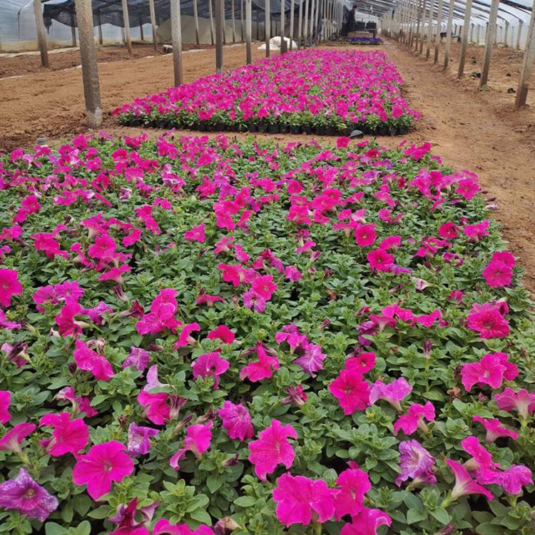 多色牵牛盆苗供应 矮牵牛批发价格 山东牵牛花种植基地