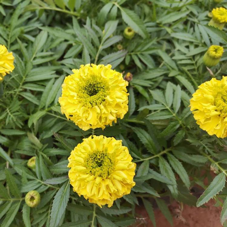 万寿菊 启景花卉培育种植 万寿菊批发价格