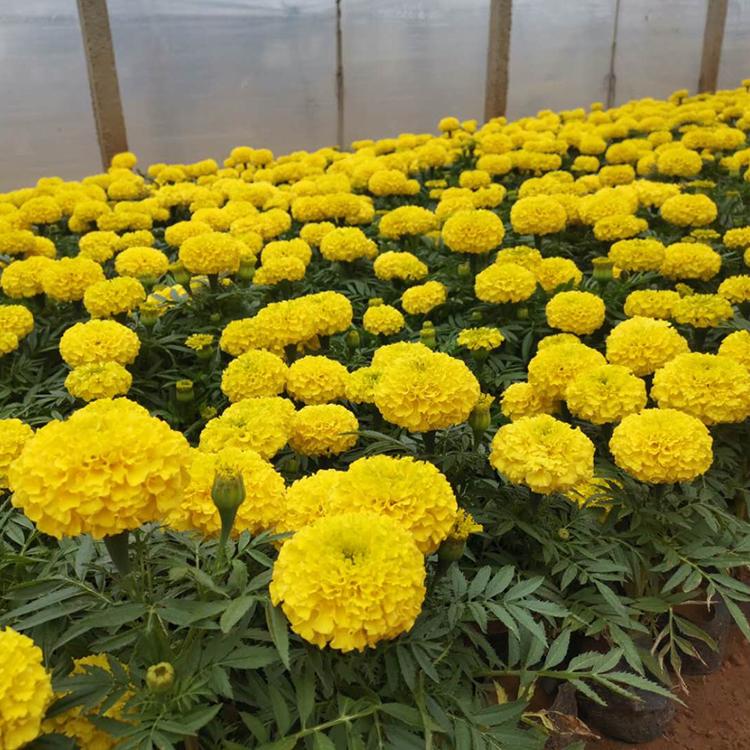 大量出售万寿菊   万寿菊批发价格 基地直销 万寿菊供应