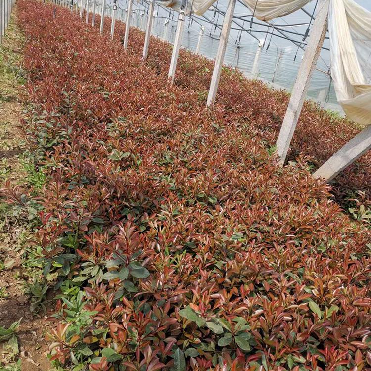 红叶石楠批发 基地直销红叶石楠 启景批售